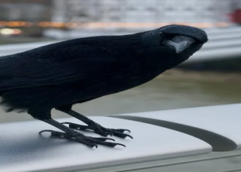 Crow Dream Meaning: What Does It Mean When You Dream of Crows? Simple Explanations!