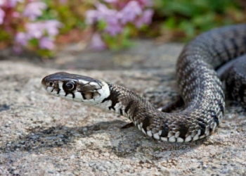 Dreaming of Rattlesnakes: Unlocking the Symbolism,Get Help!