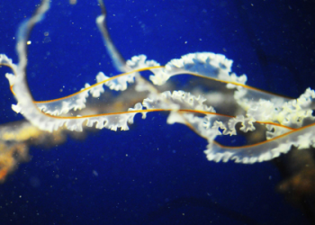 What does a jellyfish symbolize? Easy guide for beginners here!