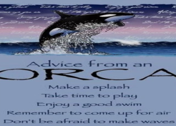 Orca Whale Spirit Animal: Uncover Powerful Traits & Guidance Tips