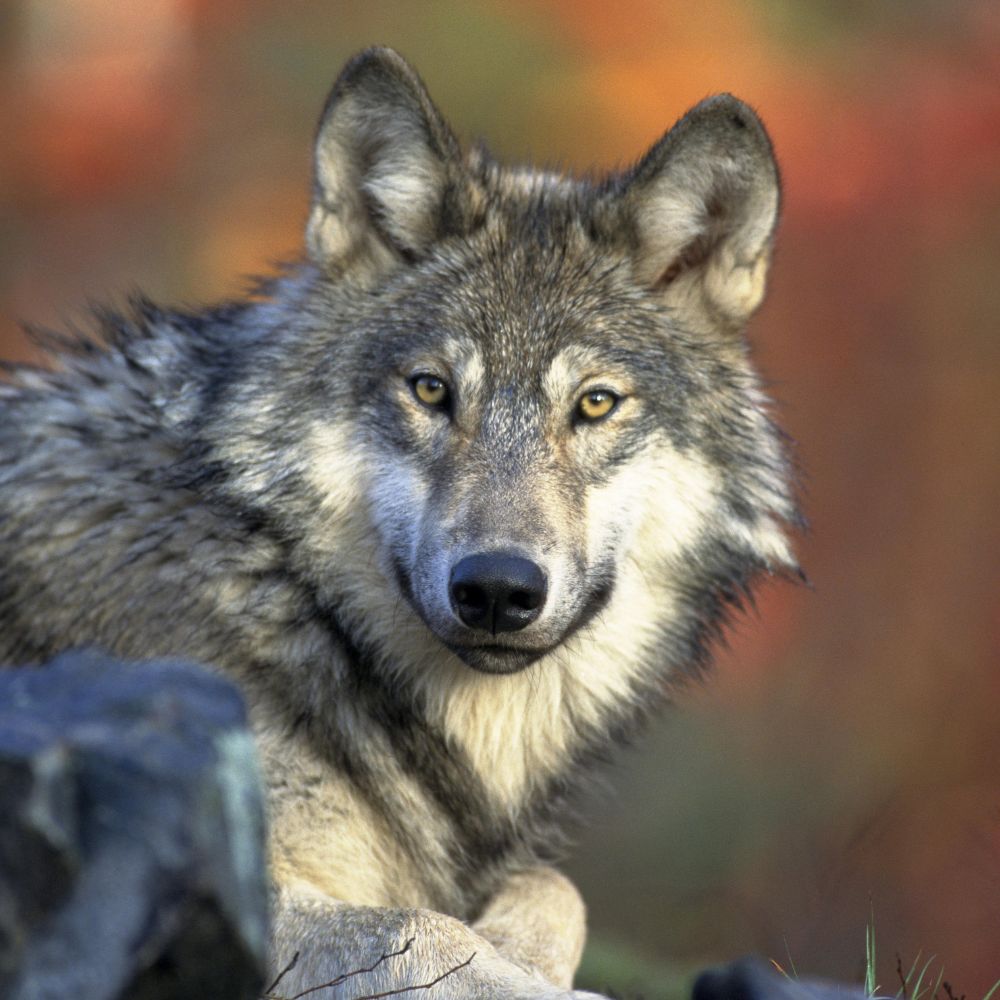 Recurring dream with a wolf? Uncover the hidden message now!