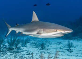 Meaning of Sharks: What Does Shark Represent as a Spirit Animal?