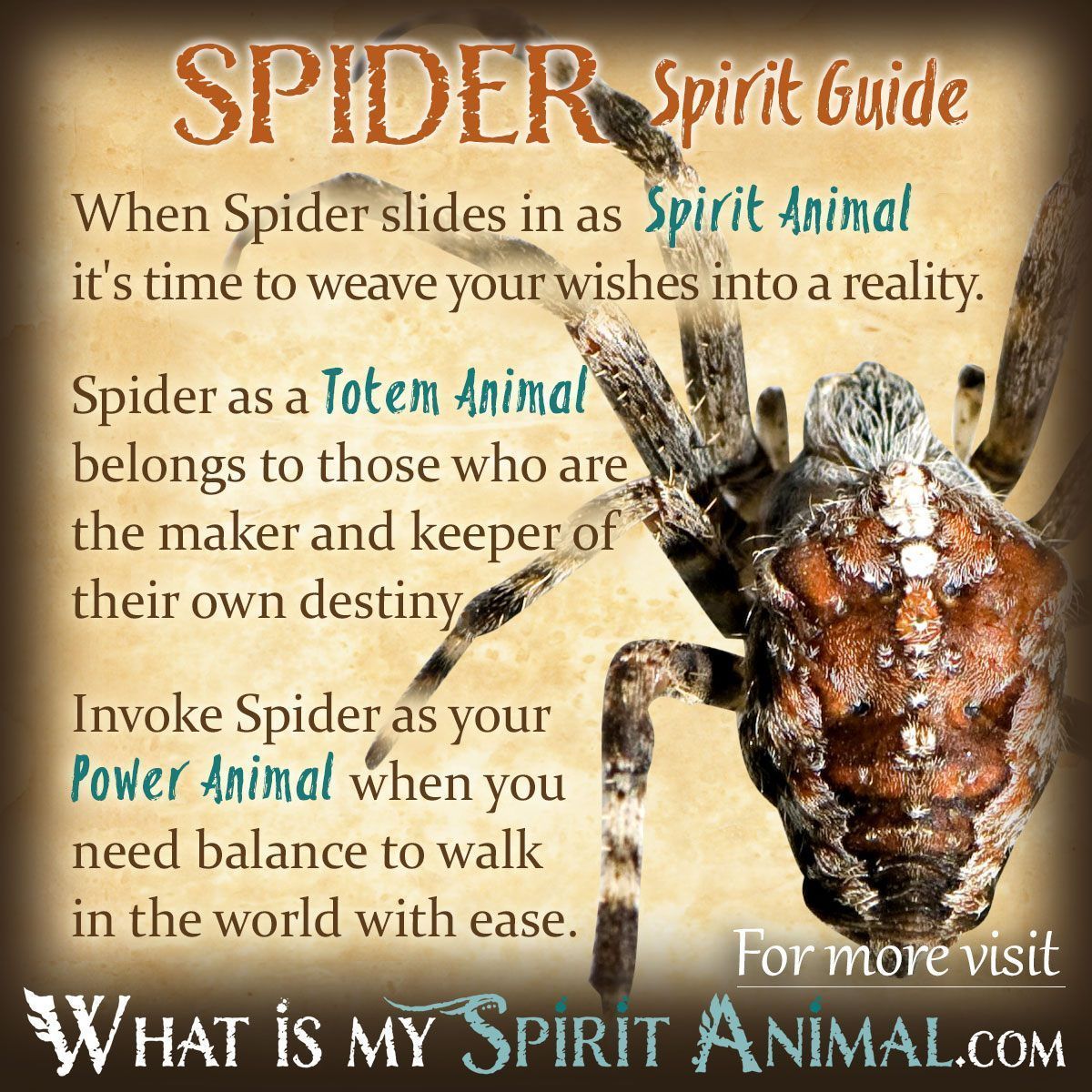 Spider Totem Animal: Discover Its Power and Hidden Messages for You!