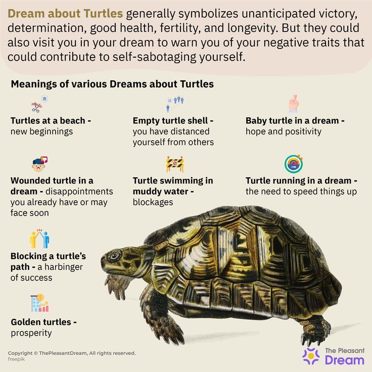 Meaning of Seeing Turtles: Dreams and Real Life