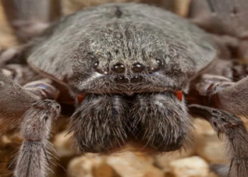 Having Dreams of Tarantulas? Uncover the Hidden Meaning Behind Them!
