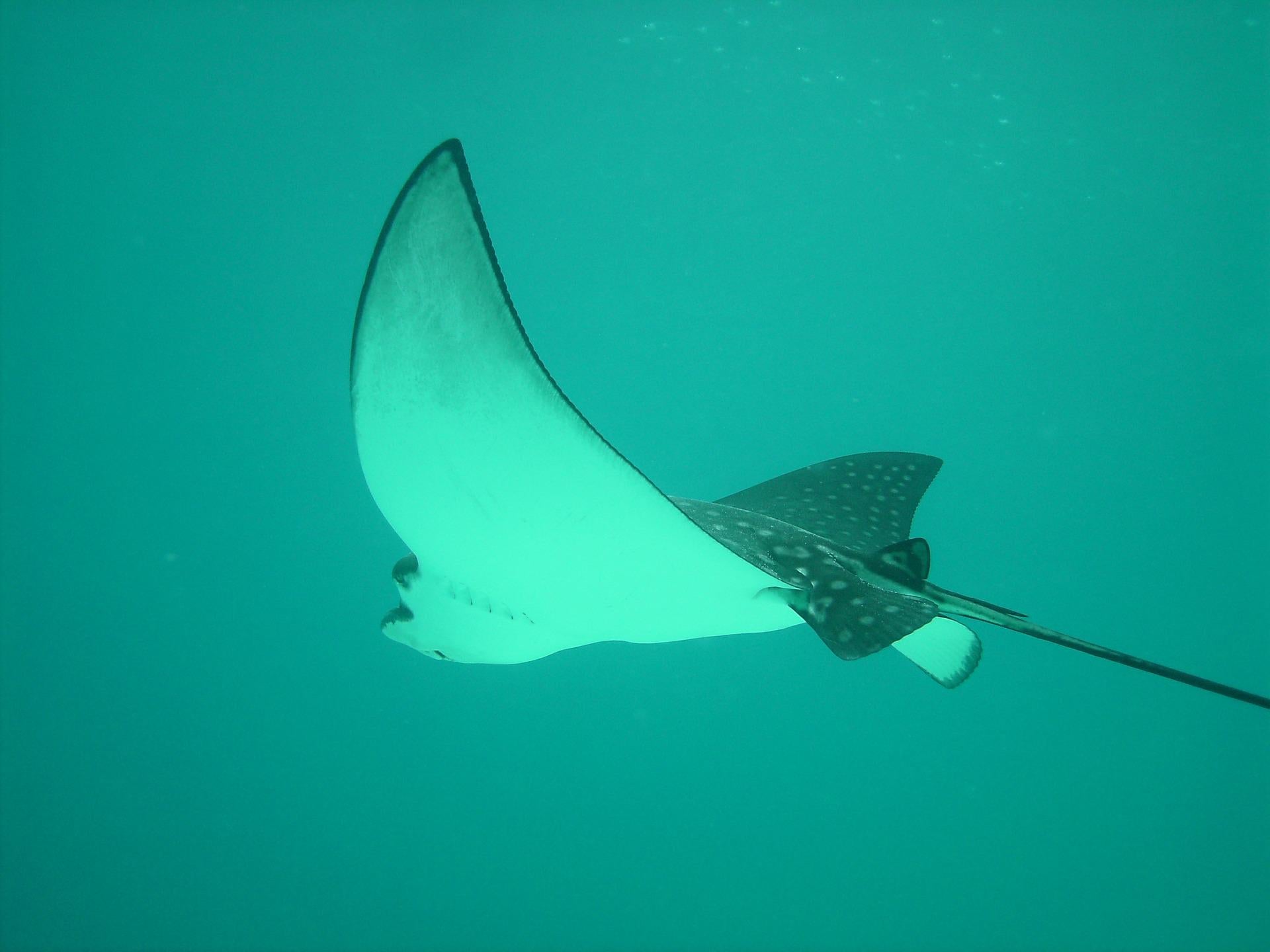 Seeing a stingray: what does a stingray represent in real life?