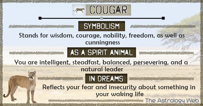 Cougar Spirit Animal Guide: What Does It Mean for Your Life?
