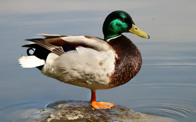 What do ducks symbolize for you? Explore different ideas!