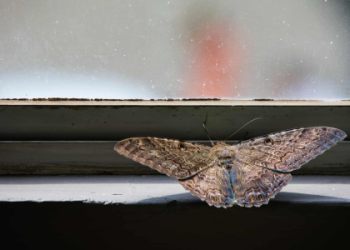 Brown House Moth Meaning: What Does It Really Represent? Find Out now