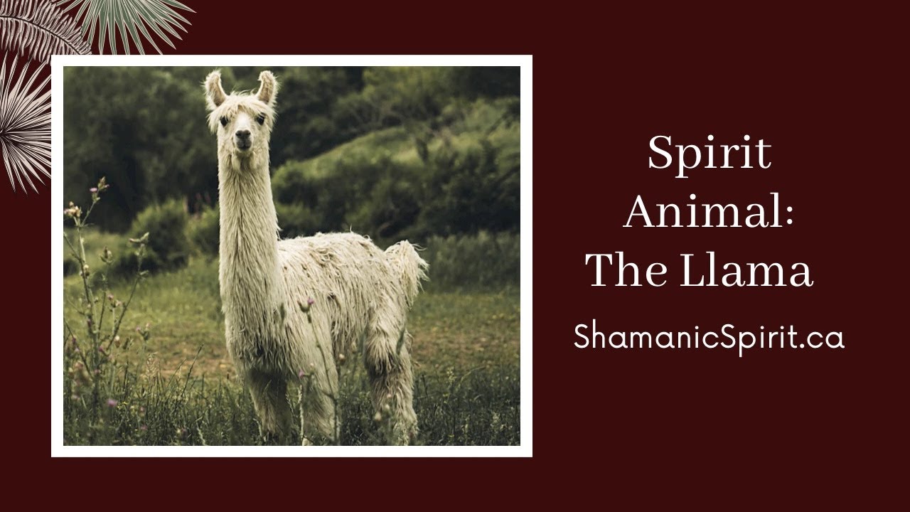 Llama Spiritual Meaning: Decoding the Dreams and Signs!