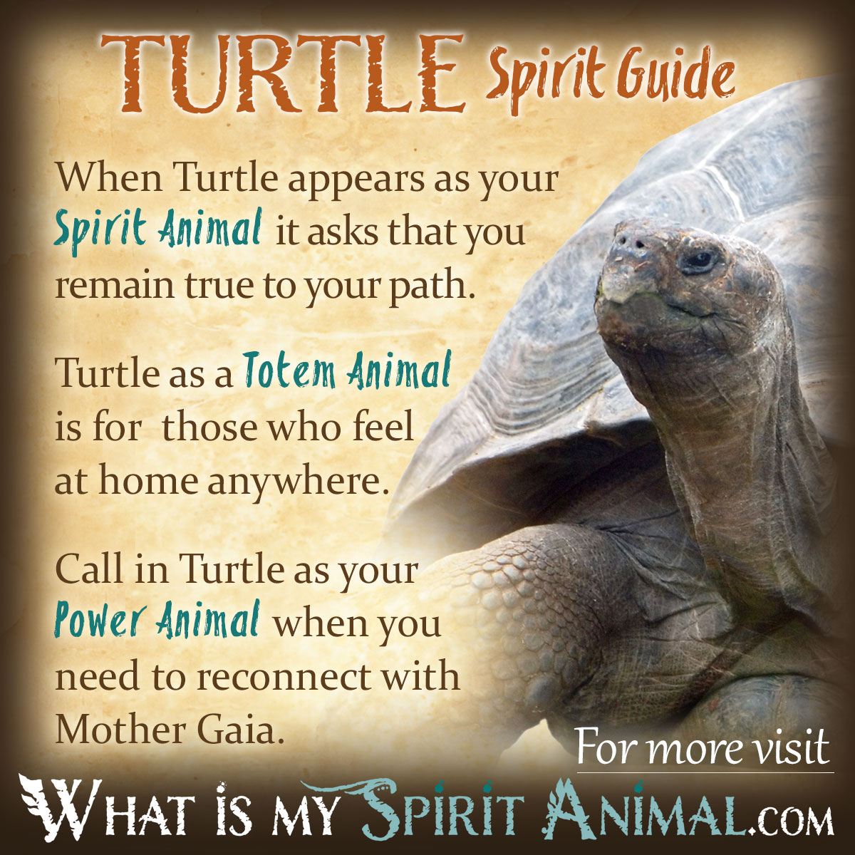 Meaning of Seeing Turtles: Dreams and Real Life