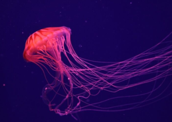 Connect with Your Jellyfish Spirit Animal: Go with flow of life!