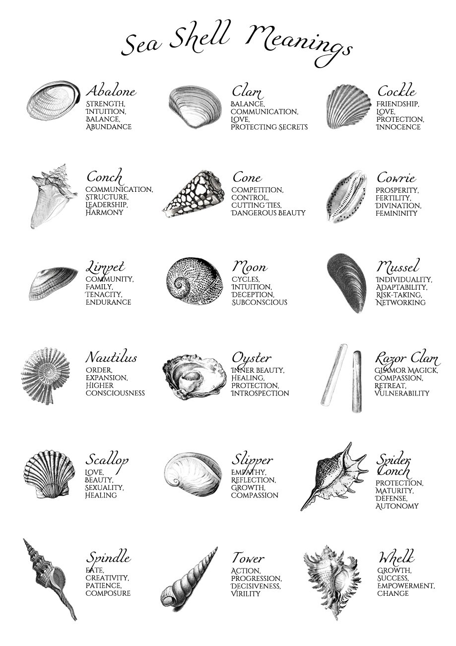 What Are the Different Seashell Meanings? Find Their Simple Significance and Stories Here.