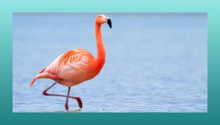 What Does a Flamingo Symbolize? Learn The Birds Superpower.