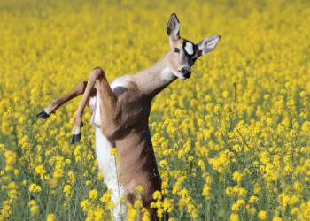 What Does the Gorilla Symbolize in Dreams and Culture Easy explain!