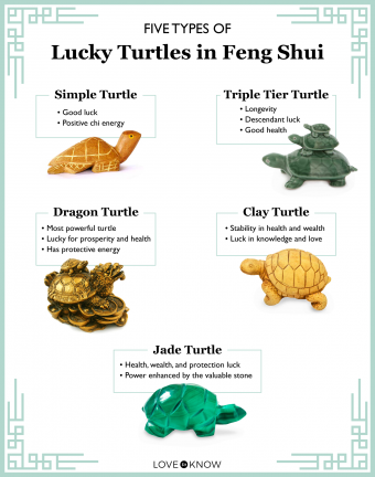 Meaning of Seeing a Turtle: Is It Good Luck or Bad Luck?