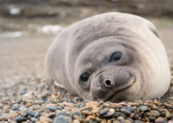 How does seal animal symbolism appear? Recognize the signs and messages in your daily life experiences.