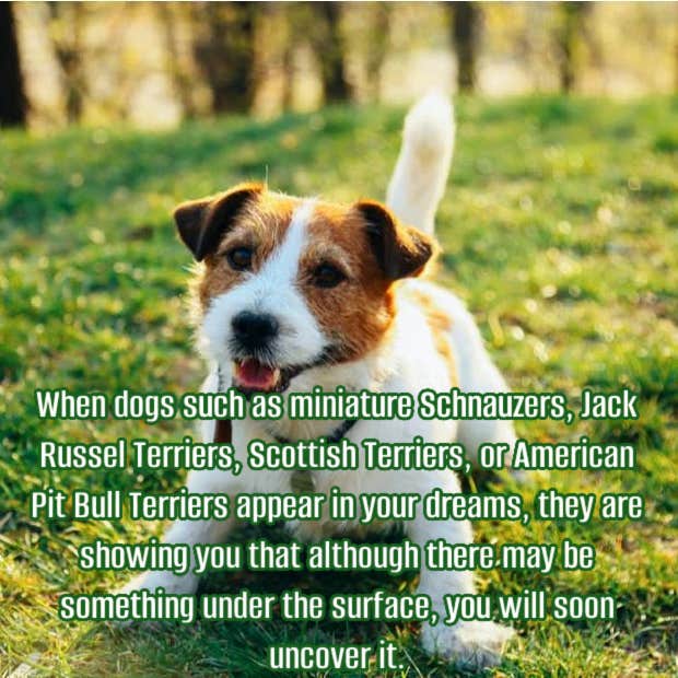 Dream Meaning Puppies: Find out the meaning of your puppy dream!