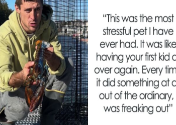 Uncover Lobster Spiritual Meaning: Transformation and Protection.