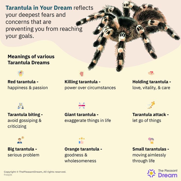Dreams of Tarantulas: Common Interpretations and Symbols