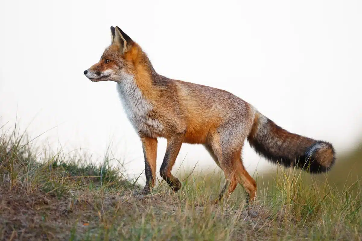 Understanding the Fox Animal Totem: A Beginners Guide