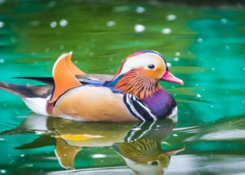 Duck Animal Totem: What Does It Mean for You? (Simple Guide)