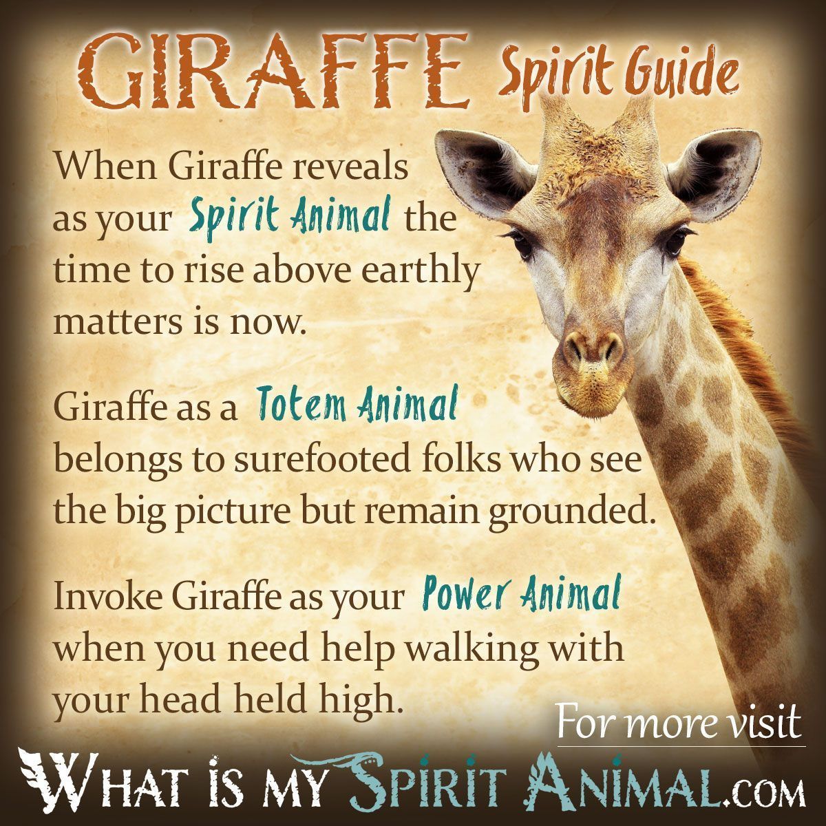 Is the giraffe spirit your special animal totem? Discover the telling signs and important messages it brings.