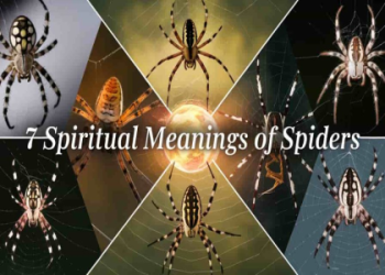Brown Spider Spiritual Meaning: Is Seeing One a Good or Bad Omen for You?