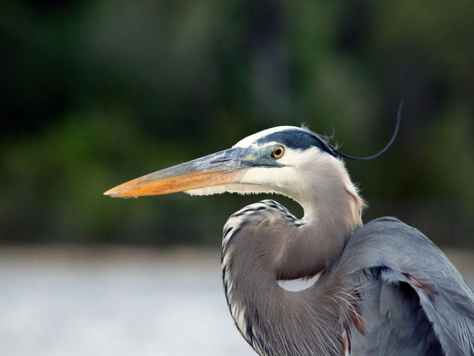 Connect with heron spirit energy: Simple steps revealed.