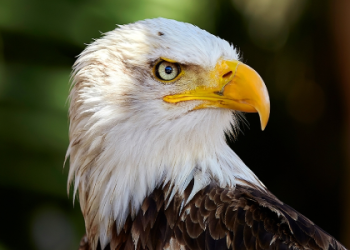 Turkey Animal Totem: Discover Its Spiritual Significance Now!