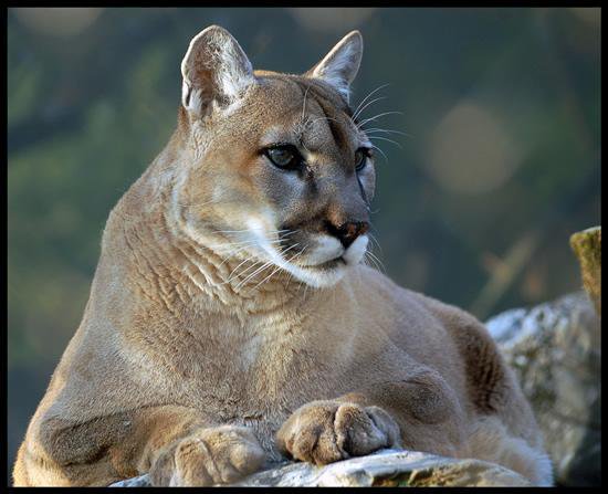 How can you connect with your cougar spirit? Try these easy steps today for spiritual guidance.