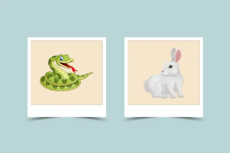 Rabbit and Snake in Love: Will They Get Along (Pros & Cons)?