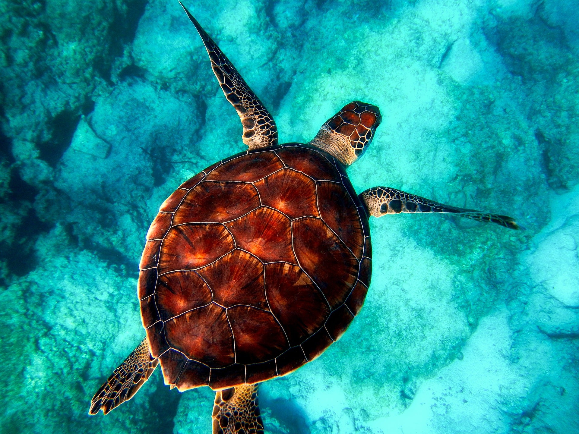 Why do sea turtles represent peace? Uncover their cultural importance.
