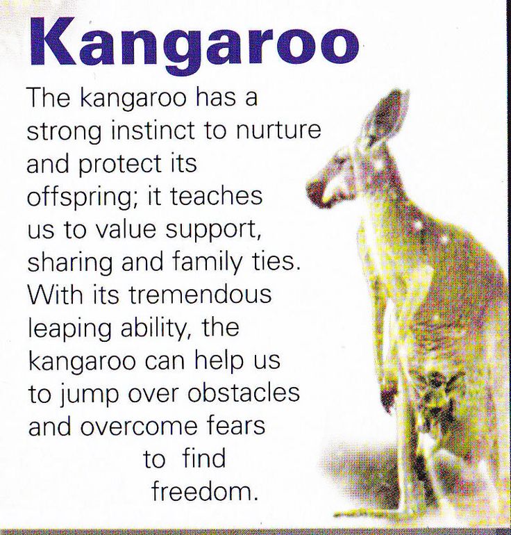 Whats the Spiritual Meaning of a Kangaroo? (Easy Explanation)