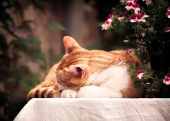 Menstrual Blood in Dreams: Common Meanings (Dream Dictionary Guide)