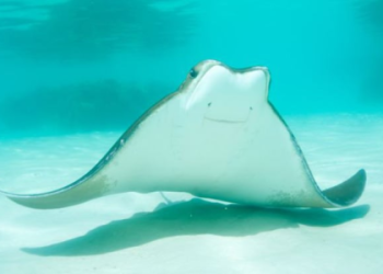 Stingray Symbol: Explore What a Stingray Symbolize for You.