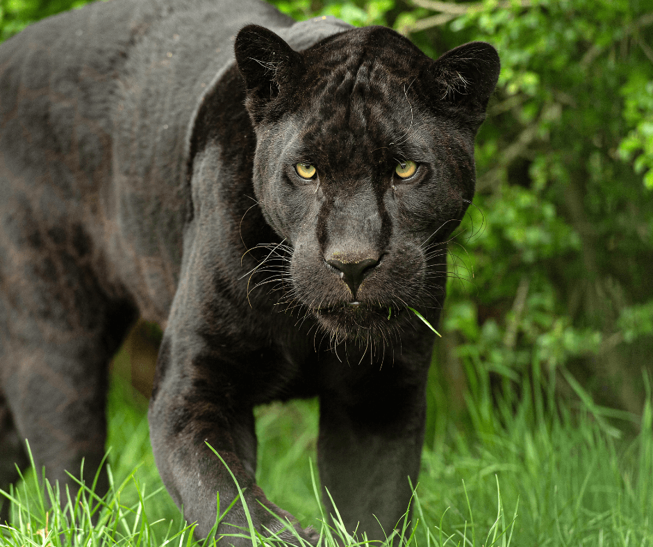 Need simple answers on black jaguar symbolism? Get clear explanations about this amazing spirit guide.