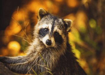 The complete raccoons in dreams meaning explained: A guide to understanding your raccoon encounters.