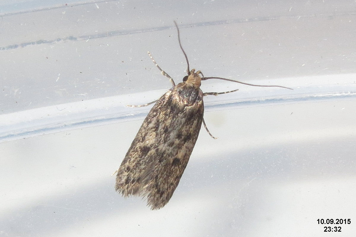Brown House Moth Meaning: What Does It Really Represent? Find Out now