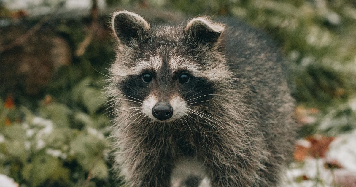 Curious about the meaning of raccoons in dreams? Here are common interpretations explained in simple terms.