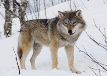 Wolves symbolism: what do wolves symbolize in different cultures?