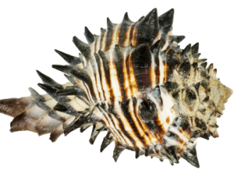 What Are the Different Seashell Meanings? Find Their Simple Significance and Stories Here.