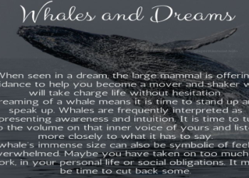 Dream Meaning Orca Whale: Discover the Secrets of This Dream!