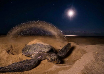 Meaning of Seeing Turtles: Dreams and Real Life