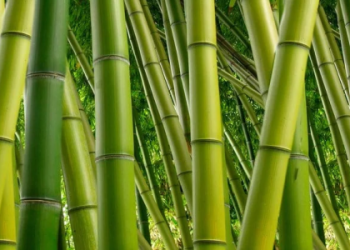 i ching 61 for Daily Life: Practical Advice and Tips