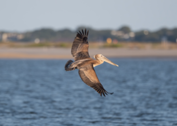 What is the meaning of a Pelican? What Do Pelicans Represent?