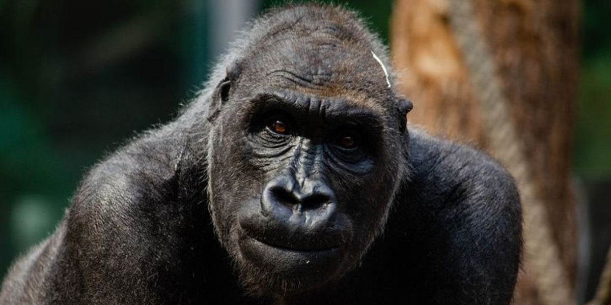 Trying to figure out what do gorillas symbolize? Learn about their powerful links to nobility and quiet authority.