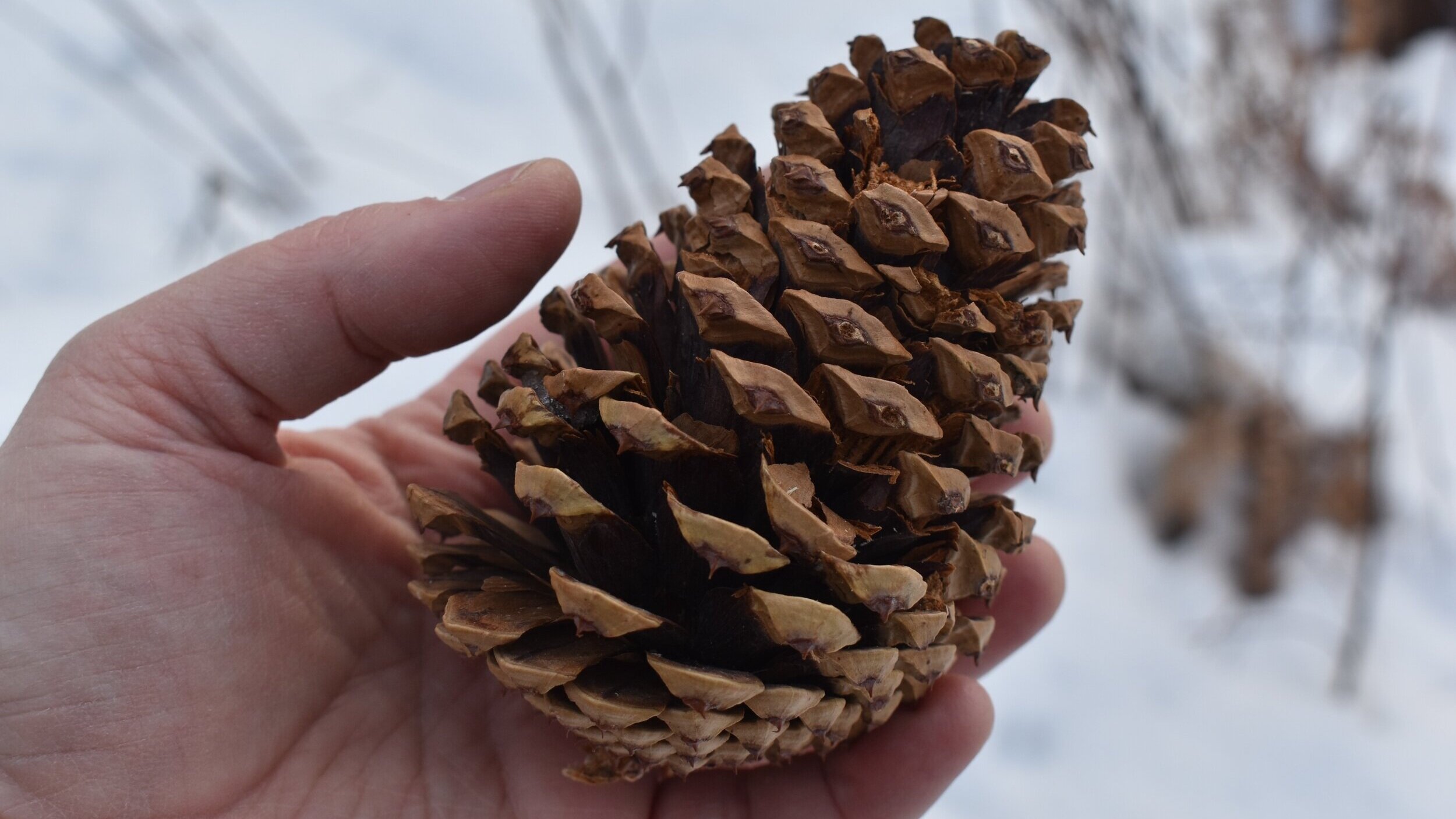 Pine Cone Symbolism: Simple Explanations for Everyone!