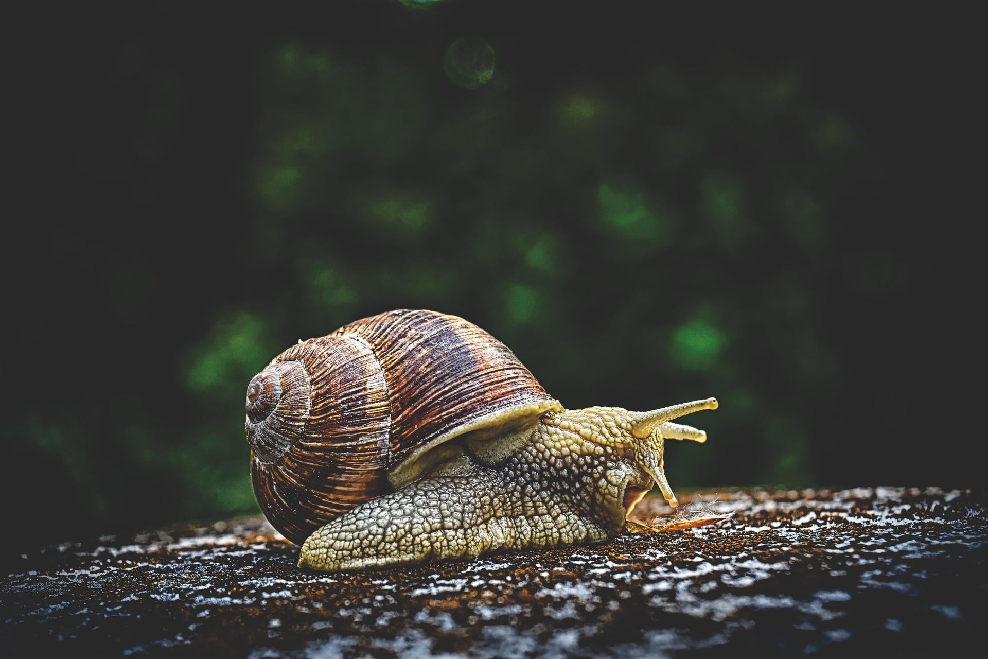 Snail Symbolism and Meaning: discover their secret significance.