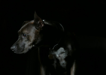 What does the white dog dream meaning reveal? Simple explanations for your psyche.